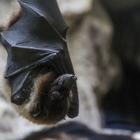 Atelier : fabriquer des nichoirs à chauve-souris